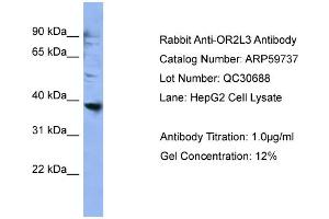 WB Suggested Anti-OR2L3  Antibody Titration: 0.