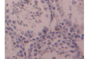 IHC-P analysis of Mouse Testis Tissue, with DAB staining. (OTUB1 抗体  (AA 1-271))