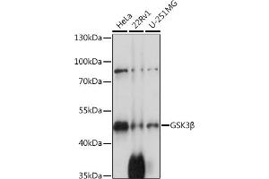 Western blot analysis of extracts of various cell lines, using GSK3β antibody  at 1:1000 dilution. (GSK3 beta 抗体  (C-Term))