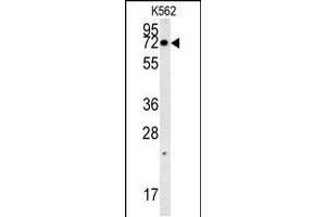 Western blot analysis in K562 cell line lysates (35ug/lane). (NPSR1-AS1 抗体  (C-Term))