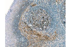 Immunohistochemical staining of human tonsil. (Clusterin 抗体)