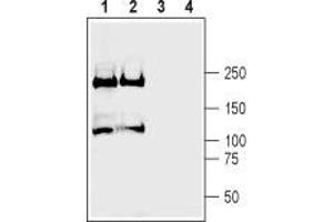 Western blot analysis of rat (lanes 1 and 3) and mouse (lanes 2 and 4) brain membranes: - 1,2. (Plexin A2 抗体  (Extracellular, N-Term))