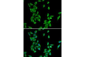 Immunofluorescence (IF) image for anti-Annexin A4 (ANXA4) antibody (ABIN1980296) (Annexin IV 抗体)