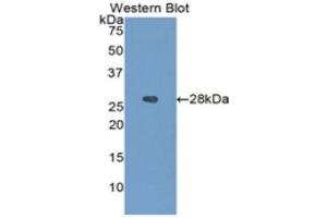 Western Blotting (WB) image for anti-Insulin-Like Growth Factor Binding Protein 4 (IGFBP4) (AA 22-258) antibody (ABIN3201236) (IGFBP4 抗体  (AA 22-258))