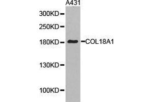 Western Blotting (WB) image for anti-Collagen, Type XVIII, alpha 1 (COL18A1) antibody (ABIN1871945) (COL18A1 抗体)