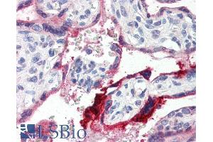 ABIN335114 (4µg/ml) staining of paraffin embedded Human Placenta. (Annexin a1 抗体  (C-Term))