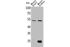 Western Blot analysis of mouse heart mouse kidney cells using Sg III Polyclonal Antibody (SCG3 抗体  (N-Term))