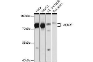 Western blot analysis of extracts of various cell lines, using  Rabbit pAb (ABIN7265416) at 1:1000 dilution. (ACBD3 抗体  (AA 1-160))