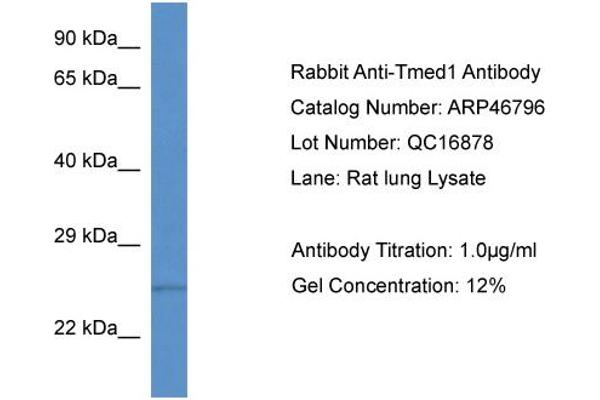 TMED1 抗体  (N-Term)