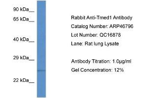 WB Suggested Anti-Tmed1 Antibody   Titration: 1. (TMED1 抗体  (N-Term))