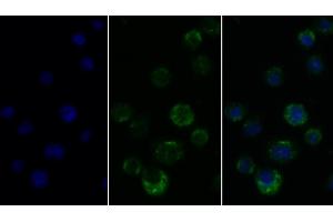 Detection of CD45 in Human THP1 cell using Polyclonal Antibody to Protein Tyrosine Phosphatase Receptor Type C (CD45) (CD45 抗体  (AA 193-575))