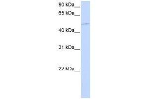 WB Suggested Anti-KIF12 Antibody Titration:  0. (KIF12 抗体  (N-Term))