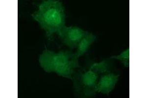 Immunofluorescence (IF) image for anti-E3 SUMO-Protein Ligase NSE2 (NSMCE2) antibody (ABIN1499527) (NSMCE2 抗体)