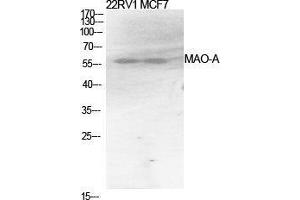 Western Blot (WB) analysis of specific cells using MAO-A Polyclonal Antibody. (Monoamine Oxidase A 抗体  (Internal Region))