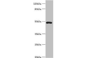 Western blot All lanes: ACTR3B antibody at 8 μg/mL + HepG2 whole cell lysate Secondary Goat polyclonal to rabbit IgG at 1/10000 dilution Predicted band size: 48, 38, 40 kDa Observed band size: 48 kDa (ACTR3B 抗体  (AA 189-418))