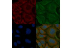 KIAA0930 Mouse Monoclonal Antibody staining Hela cells by IF/ICC. (C22orf9 抗体)