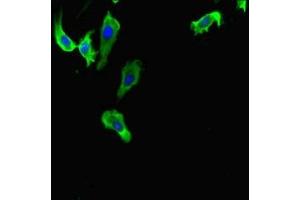 Immunofluorescent analysis of Hela cells using ABIN7156025 at dilution of 1:100 and Alexa Fluor 488-congugated AffiniPure Goat Anti-Rabbit IgG(H+L)