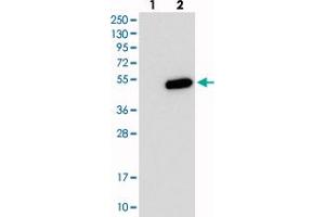 Western blot analysis of Lane 1: Negative control (vector only transfected HEK293T lysate), Lane 2: Over-expression Lysate (Co-expressed with a C-terminal myc-DDK tag (~3. (PHF13 抗体)