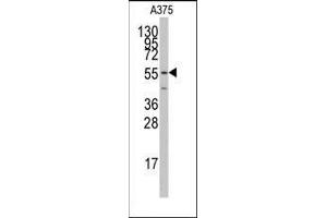 Western blot analysis of anti-PTRF Antibody (N-term) Pab in A375 cell line lysates (35ug/lane).
