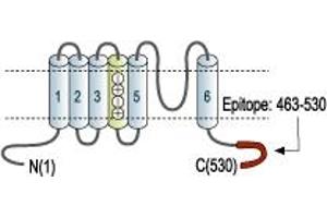 Representative domain view of the target of ABIN7885301.