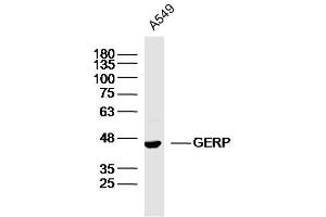 A549 lysates probed with GERP Polyclonal Antibody, Unconjugated  at 1:300 dilution and 4˚C overnight incubation. (BRIX1 抗体  (AA 51-150))