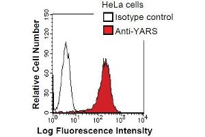 HeLa cells were fixed in 2% paraformaldehyde/PBS and then permeabilized in 90% methanol. (YARS 抗体)