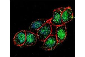 Immunofluorescence (IF) image for anti-Forkhead Box A2 (FOXA2) (AA 380-407) antibody (ABIN3030983)