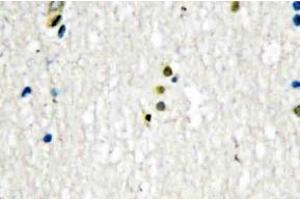 Immunohistochemistry (IHC) analyzes of DNA Ligase I antibody in paraffin-embedded human brain tissue. (LIG1 抗体)