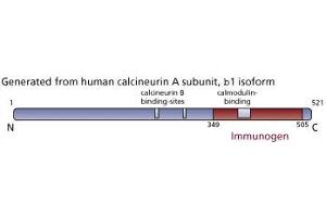 Image no. 1 for anti-Calcineurin (CAN) (AA 349-505) antibody (ABIN967510)