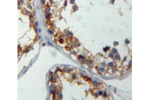IHC-P analysis of testis tissue, with DAB staining. (CITED1 抗体  (C-Term))