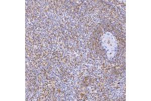 IHC analysis of U1-C/SNRPC using anti-U1-C/SNRPC antibody (ABIN7599016).