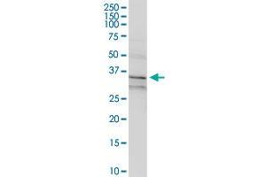 ANXA1 MaxPab rabbit polyclonal antibody. (Annexin a1 抗体  (AA 1-346))