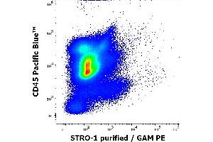 Flow cytometry multicolor surface staining pattern of human bone marrow cells using anti-human STRO-1 (STRO-1) purified antibody (concentration in sample 4 μg/mL, GAM PE) and anti-human CD45 (MEM-28) Pacific Blue antibody (4 μL reagent per milion cells in 100 μL of cell suspension). (STRO-1 抗体)