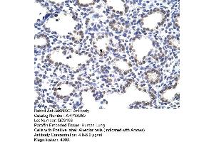 Human Lung (MANSC1 抗体  (N-Term))
