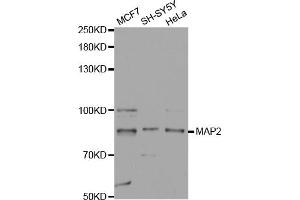 Western blot analysis of extracts of various cell lines, using MAP2 antibody (ABIN5970171) at 1/1000 dilution. (MAP2 抗体)