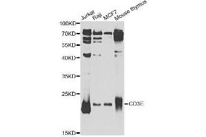 Western blot analysis of extracts of various cell lines, using CD3E Antibody. (CD3 epsilon 抗体  (AA 25-207))