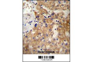 NDST1 Antibody immunohistochemistry analysis in formalin fixed and paraffin embedded human liver tissue followed by peroxidase conjugation of the secondary antibody and DAB staining. (NDST1 抗体  (C-Term))