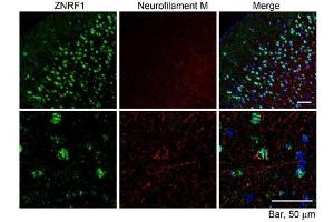 ABIN1590014 (10µg/ml) staining of paraffin embedded Mouse Cerebral Cortex. (ZNRF1 抗体  (Internal Region))