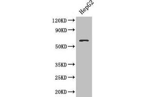Western blot All lanes: SMAD4 antibody at 3 μg/mL + HepG2 whole cell lysate Secondary Goat polyclonal to rabbit IgG at 1/10000 dilution Predicted band size: 61 kDa Observed band size: 61 kDa (SMAD4 抗体  (AA 27-195))