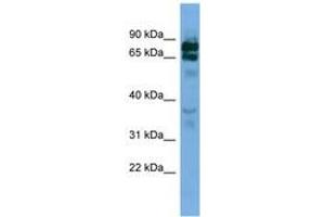 Image no. 1 for anti-Protocadherin beta 16 (PCDHB16) (AA 251-300) antibody (ABIN6745670) (PCDHB16 抗体  (AA 251-300))