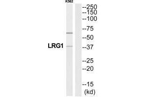 Western blot analysis of extracts from K562 cells, using A2GL antibody.