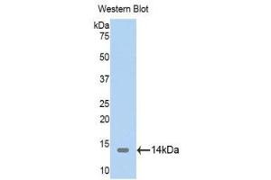 Western Blotting (WB) image for anti-Thioredoxin 2 (TXN2) (AA 60-166) antibody (ABIN1176125) (TXN2 抗体  (AA 60-166))