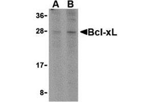 Western Blotting (WB) image for anti-BCL2-Like 1 (BCL2L1) (C-Term) antibody (ABIN1030287) (BCL2L1 抗体  (C-Term))