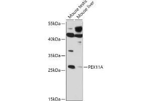 Western blot analysis of extracts of various cell lines, using PEX11A antibody (ABIN7269243) at 1:1000 dilution. (PEX11A 抗体  (AA 110-180))