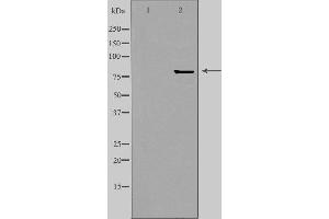 Western blot analysis of extracts from HepG2 cells, using ZNF280C antibody. (ZNF280C 抗体  (Internal Region))
