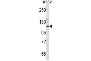 Western blot analysis using EIF3CL Antibody (N-term) Cat.