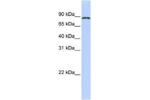 WB Suggested Anti-CPEB4 Antibody Titration:  0. (CPEB4 抗体  (N-Term))