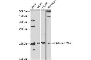 Western blot analysis of extracts of various cell lines, using Histone H2AX antibody (ABIN6134695, ABIN6141564, ABIN6141567 and ABIN6219268) at 1:1000 dilution. (Histone H2A 抗体)