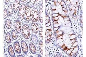 Immunohistochemical staining of human small intestine with ECM1 monoclonal antibody, clone SPM217 . (ECM1 抗体)
