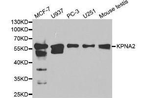 Western blot analysis of extracts of various cell lines, using KPNA2 antibody. (KPNA2 抗体  (AA 1-290))
